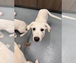 Small Great Pyrenees