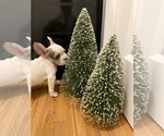 Puppy 2 French Bulldog