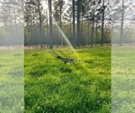 Small Photo #1 German Shorthaired Pointer Puppy For Sale in THOMASVILLE, AL, USA