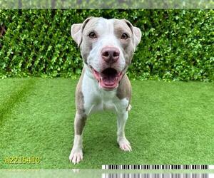 American Pit Bull Terrier Dogs for adoption in West Palm Beach, FL, USA