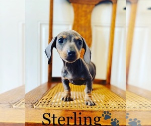 Dachshund Puppy for sale in ALGOOD, TN, USA