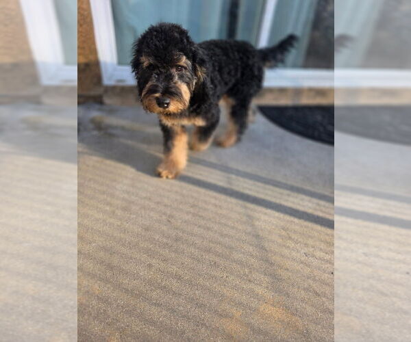 Medium Photo #3 Goldendoodle mix (+ Poodle Miniature) Puppy For Sale in FONTANA, CA, USA