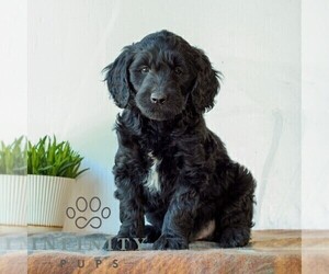 Goldendoodle (Miniature) Puppy for sale in LITITZ, PA, USA