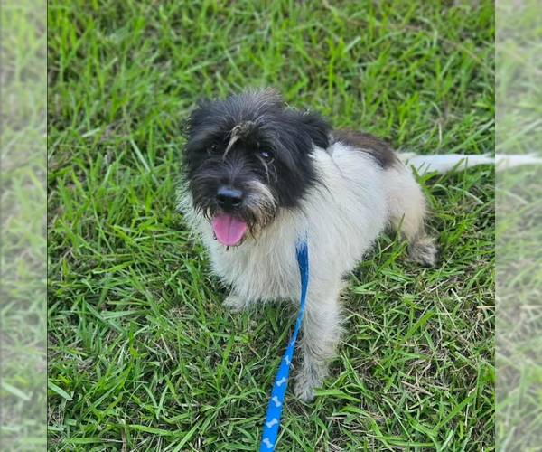 Medium Photo #8 Mutt Puppy For Sale in Cranston, RI, USA