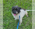 Small #7 Mutt