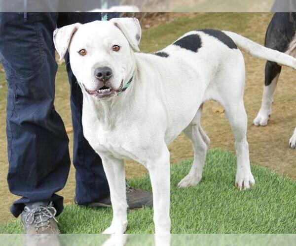 Medium Photo #1 American Staffordshire Terrier Puppy For Sale in Tallahassee, FL, USA