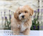 Small Maltipoo