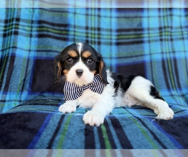 Medium Photo #2 Cavalier King Charles Spaniel Puppy For Sale in LAKELAND, FL, USA