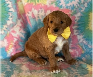 Goldendoodle Puppy for sale in LANCASTER, PA, USA