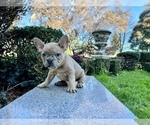 Small #117 French Bulldog