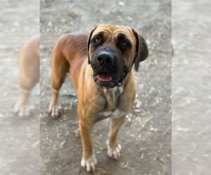 Boxer-Mastiff Mix Dogs for adoption in Riverside, CA, USA