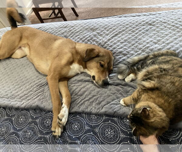 Medium Photo #3 Mutt Puppy For Sale in Holly Springs, NC, USA