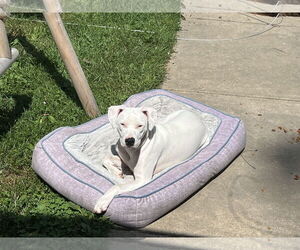 American Pit Bull Terrier-Unknown Mix Dogs for adoption in Coralville, IA, USA