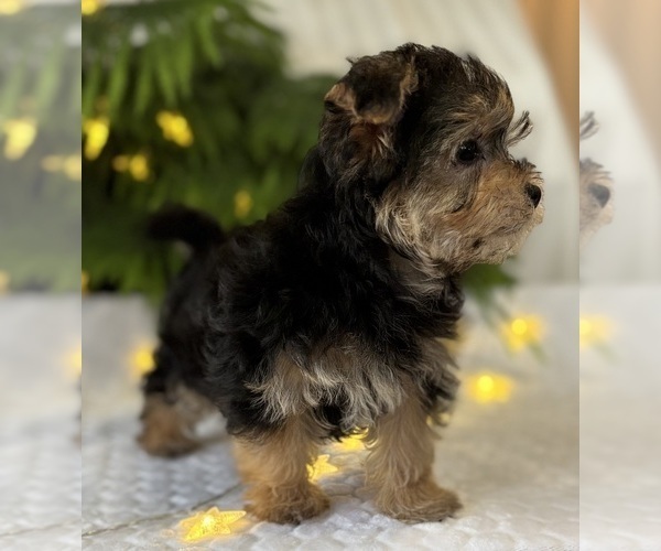 Medium Photo #7 Morkie Puppy For Sale in ROCK STREAM, NY, USA