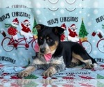 Small Photo #3 Texas Heeler Puppy For Sale in LANCASTER, PA, USA