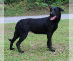 Small #1 Labrador Retriever Mix