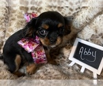 Small Photo #5 Cavalier King Charles Spaniel Puppy For Sale in ABILENE, TX, USA