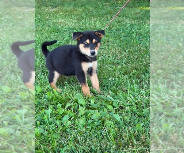 Medium Photo #9 Doberman Pinscher-German Shepherd Dog Mix Puppy For Sale in HOPKINSVILLE/PRINCETON, KY, NH, USA
