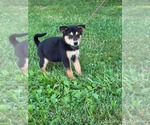 Small #8 Doberman Pinscher-German Shepherd Dog Mix