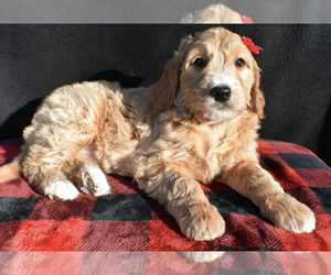 Goldendoodle Puppy for sale in LOWELL, MA, USA