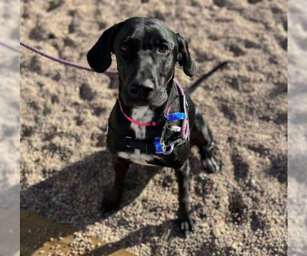 Medium Photo #2 German Shorthaired Lab Puppy For Sale in Fort Collins, CO, USA