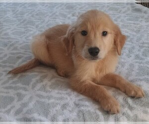 Golden Retriever Puppy for sale in POMONA PARK, FL, USA