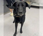 Small #1 Labrador Retriever Mix