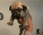 Puppy Brooklyn Cane Corso