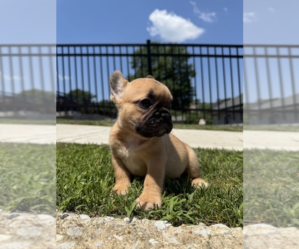 Medium Photo #8 French Bulldog Puppy For Sale in SAYREVILLE, NJ, USA