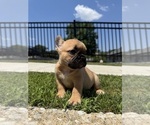 Small Photo #8 French Bulldog Puppy For Sale in SAYREVILLE, NJ, USA
