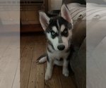 Small Photo #40 Siberian Husky Puppy For Sale in WASHBURN, WI, USA