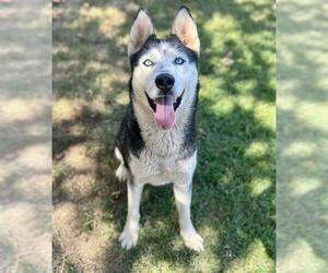 Siberian Husky Dogs for adoption in Riverside, CA, USA
