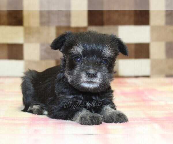Medium Photo #4 Schnauzer (Miniature) Puppy For Sale in DENVER, PA, USA
