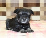 Small #3 Schnauzer (Miniature)