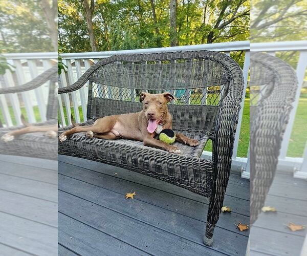 Medium Photo #11 Mutt Puppy For Sale in Wenonah, NJ, USA