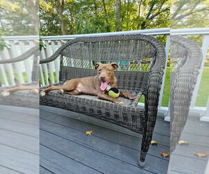 Dusty - Male Mutt Dog for Adoption - Photo #11