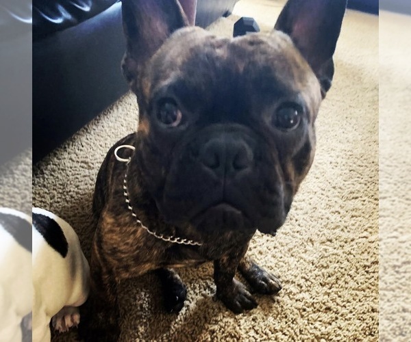 Medium Photo #1 French Bulldog Puppy For Sale in VANCOUVER, WA, USA