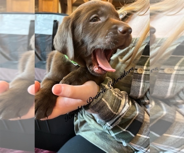 Medium Photo #2 Labrador Retriever Puppy For Sale in MC LEANSBORO, IL, USA