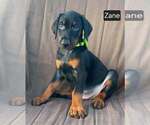 Small #3 Doberman Pinscher