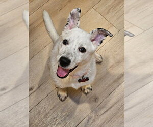 Juju Bean - Female American Pit Bull Terrier-Unknown Mix Dog for Adoption - Photo #3