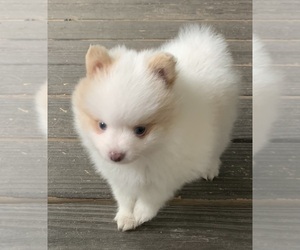 Pomeranian Puppy for sale in HEPHZIBAH, GA, USA