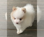 Small Pomeranian