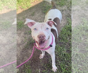 American Staffordshire Terrier-Unknown Mix Dogs for adoption in Oakhurst, NJ, USA