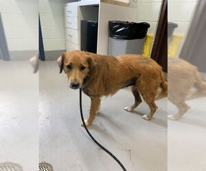 Golden Shepherd Dogs for adoption in Corpus Christi, TX, USA