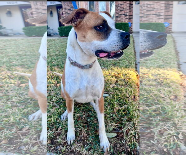 Medium Photo #3 Boxer-Unknown Mix Puppy For Sale in Euless, TX, USA