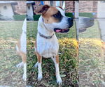 Small #2 Boxer Mix