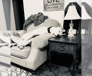 Bea - Female Dogo Argentino Dog for Adoption - Photo #4