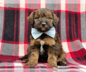 Bluetick Coonhound-Bordoodle Mix Puppy for sale in LAKELAND, FL, USA