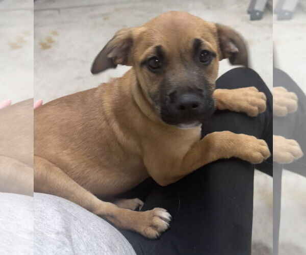 Medium Photo #2 German Shepherd Dog-Unknown Mix Puppy For Sale in Princeton, MN, USA