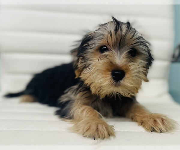 Medium Photo #6 Morkie Puppy For Sale in CINCINNATI, OH, USA
